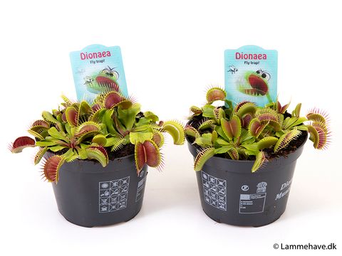 Dionaea muscipula