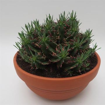 Euphorbia aggregata