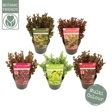 Coprosma repens MIX