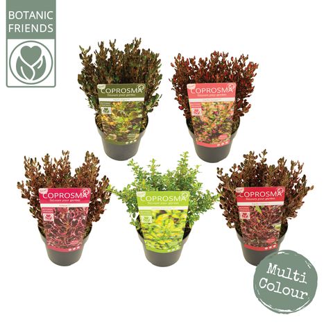 Coprosma repens MIX