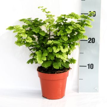 Adiantum 'Monocolor'