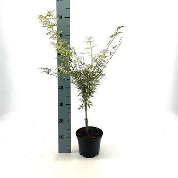 Acer palmatum 'Butterfly'
