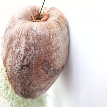 Tillandsia usneoides