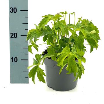 Astrantia major 'Shaggy'