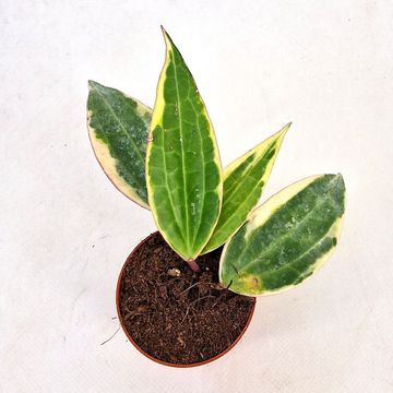 Hoya macrophylla 'Variegata'