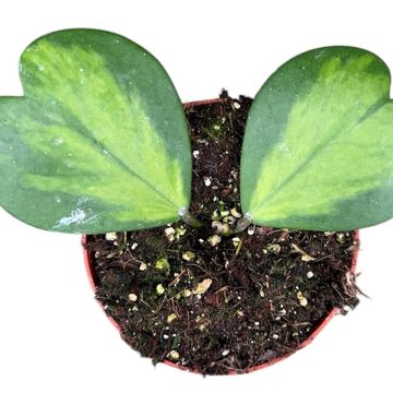 Hoya kerrii 'Variegata'