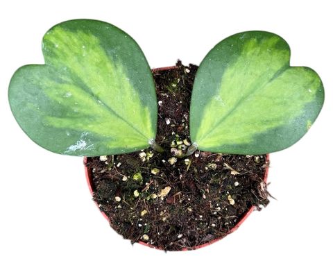 Hoya kerrii 'Variegata'