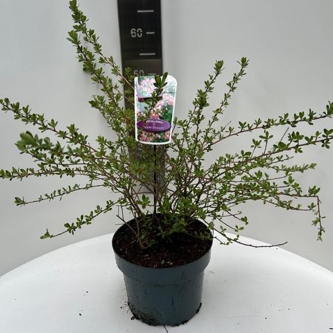 Escallonia 'Apple Blossom'