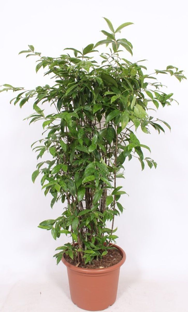 drachenbaum massangeana Massangeana Dracaena – Pike Nursery main image 0