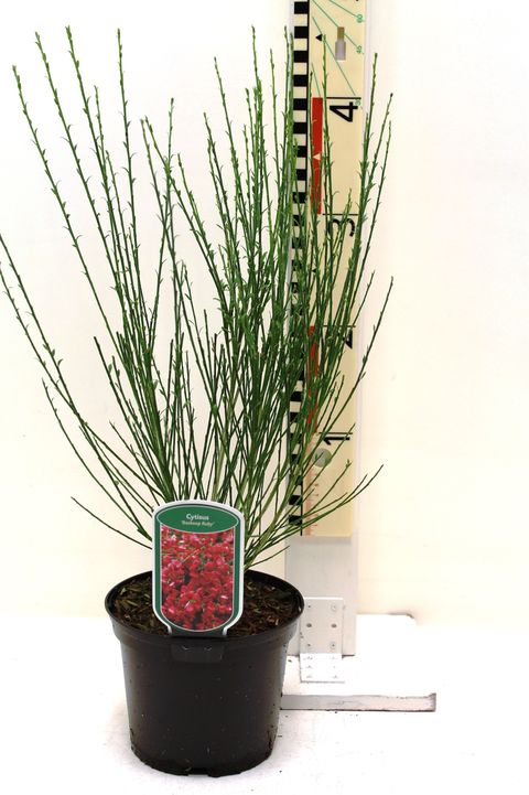 Cytisus 'Боскоп Руби'