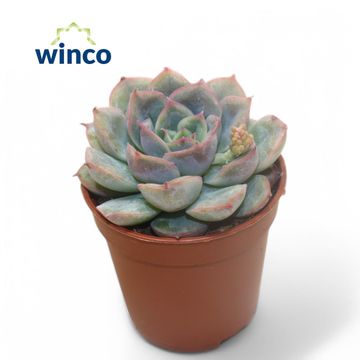 Echeveria pulidonis