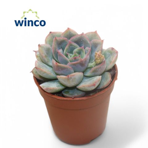 Echeveria pulidonis