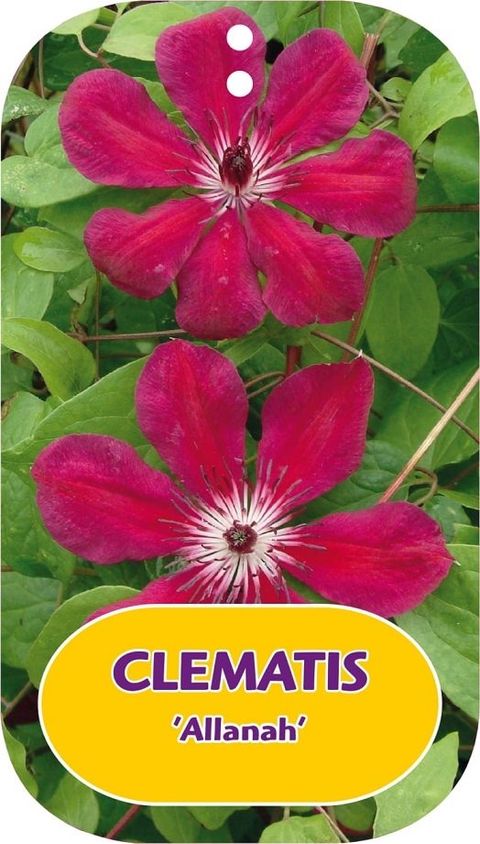 Clematis 'Allanah' (LL)