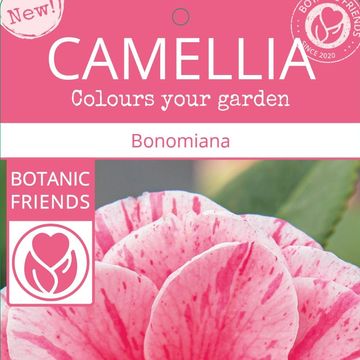 Camellia japonica 'Bonomiana'