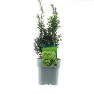 Taxus x media 'Hicksii'