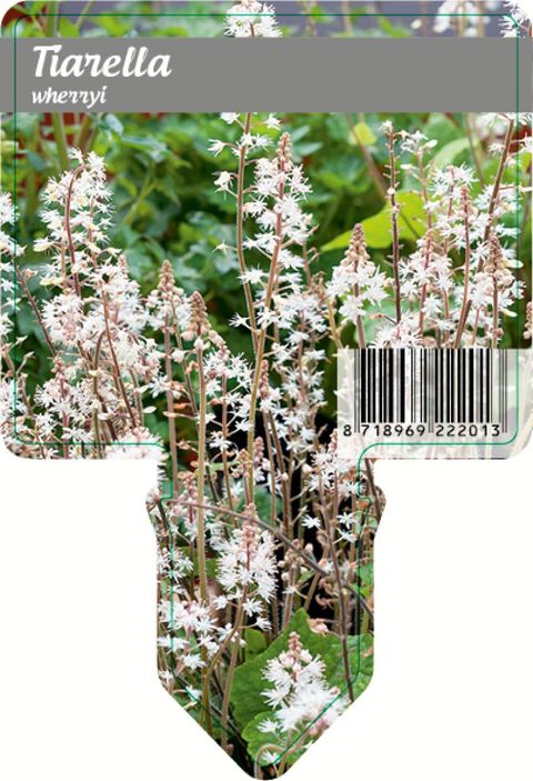 Tiarella wherryi