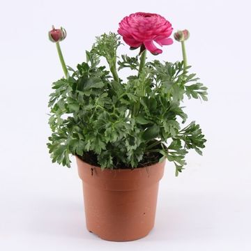 Ranunculus asiaticus 'Sprinkles Pink'