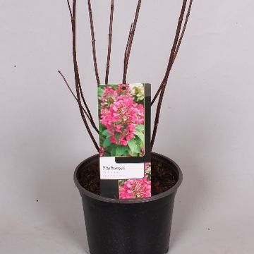 Hydrangea paniculata MAGICAL FIRE