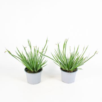 Sisyrinchium 'Lucerne'