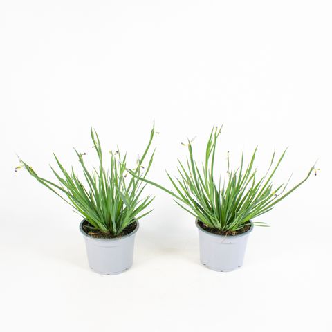 Sisyrinchium 'Lucerne'
