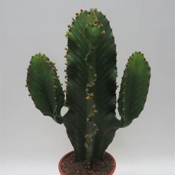 Euphorbia ingens