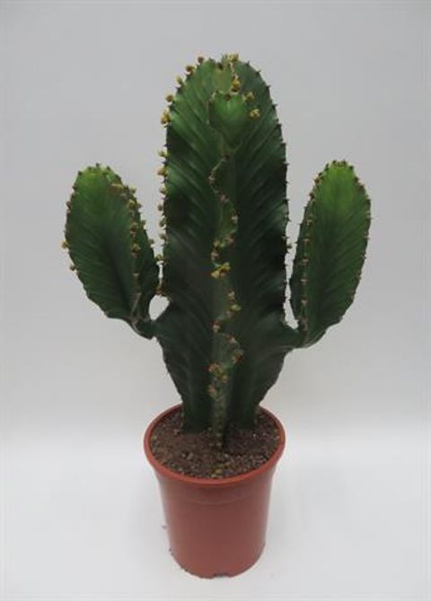Euphorbia ingens