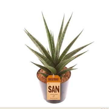 Sansevieria 'Boogie Woogie'