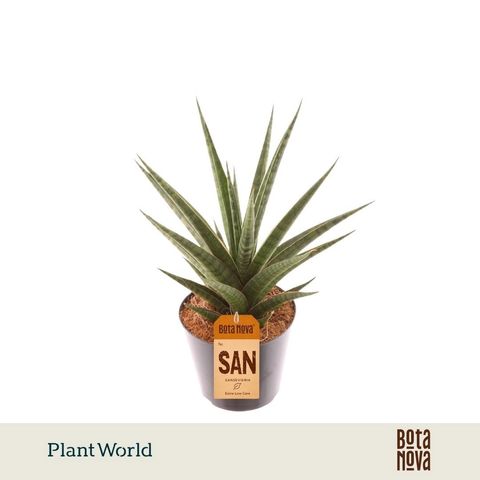 Sansevieria 'Boogie Woogie'