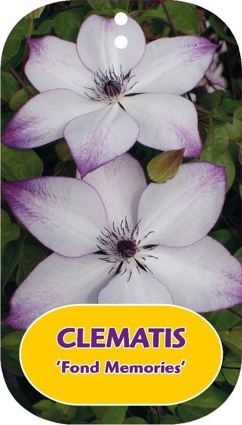 Clematis 'Fond Memories' (EL)