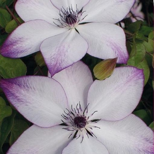 Clematis 'Fond Memories' (EL)