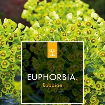 Euphorbia amygdaloides robbiae