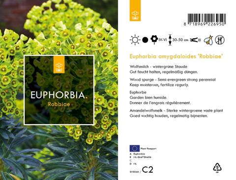 Euphorbia amygdaloides robbiae