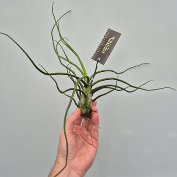 Tillandsia bulbosa