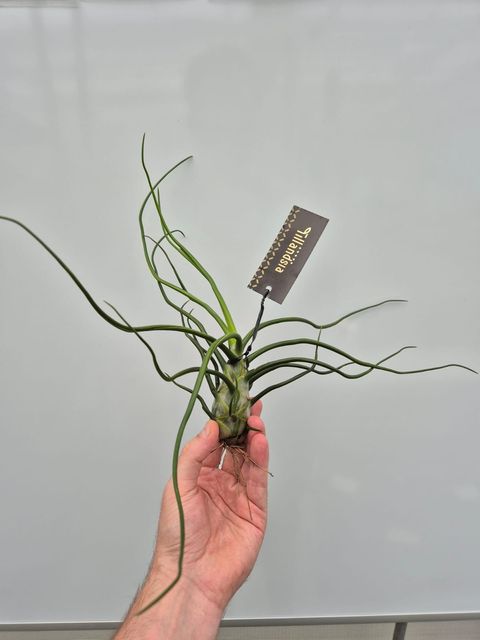 Tillandsia bulbosa