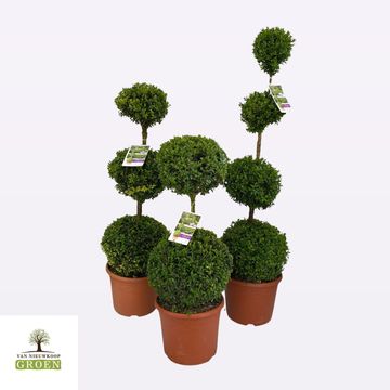 Buxus sempervirens