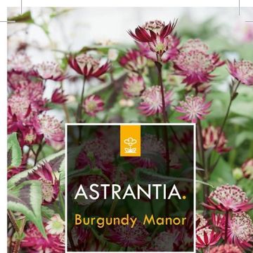 Astrantia major 'Burgundy Manor'