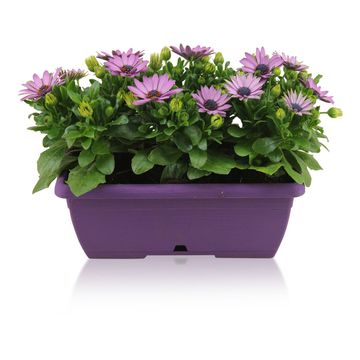 Osteospermum MARGARITA MIX