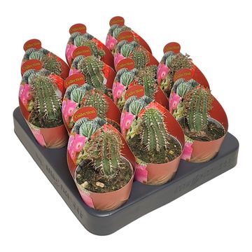 Euphorbia phillipsioides