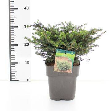 Picea omorika 'Karel'