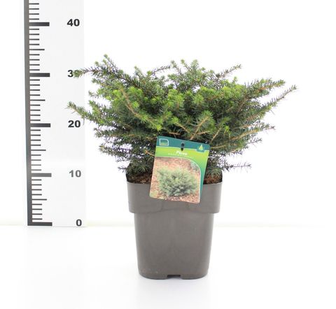 Picea omorika 'Karel'