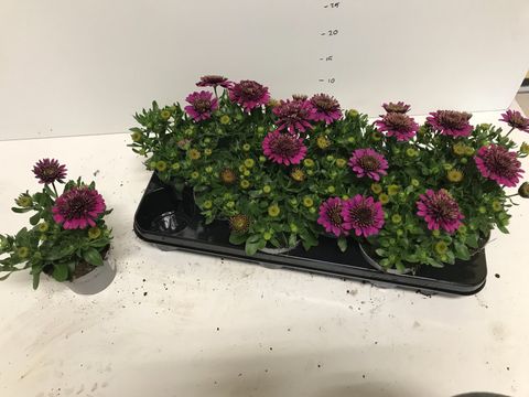 Osteospermum FLOWERPOWER DOUBLE PURPLE