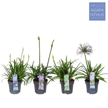 Agapanthus MIX