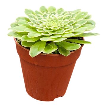 Aeonium 'Emerald Ice'