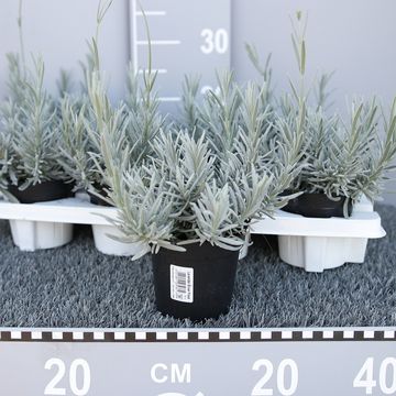 Lavandula 'Silver Frost'