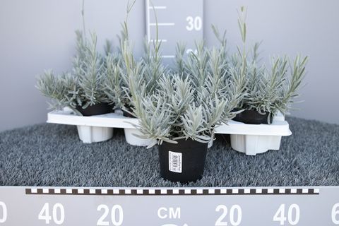 Lavandula 'Silver Frost'
