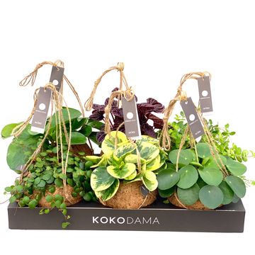 Houseplants MIX