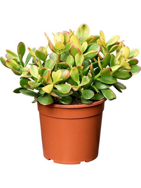 Crassula ovata 'Sunset'