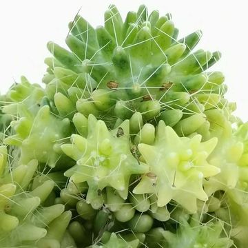 Mammillaria 'Caterpincy Variegata'