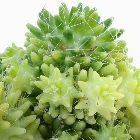 Mammillaria 'Caterpincy Variegata'