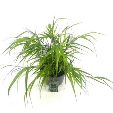 Hakonechloa macra